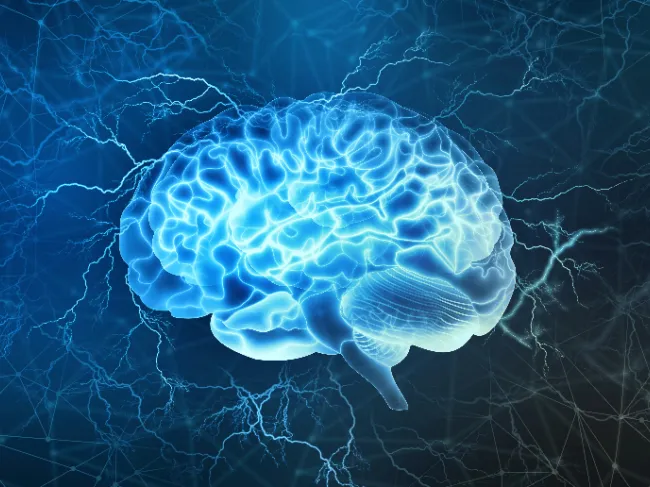 human brain